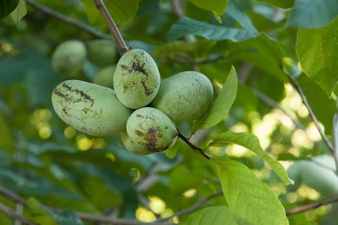 pawpaw_bundle