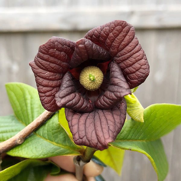 pawpaw_flower