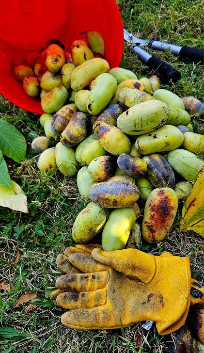 pawpaw_pile