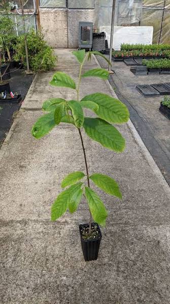 pawpaw_sappling-1