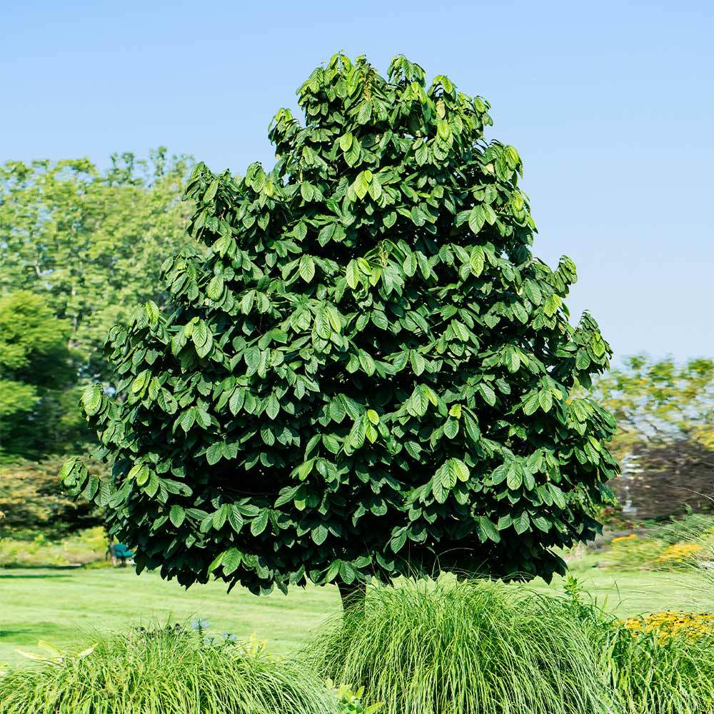 pawpaw_tree