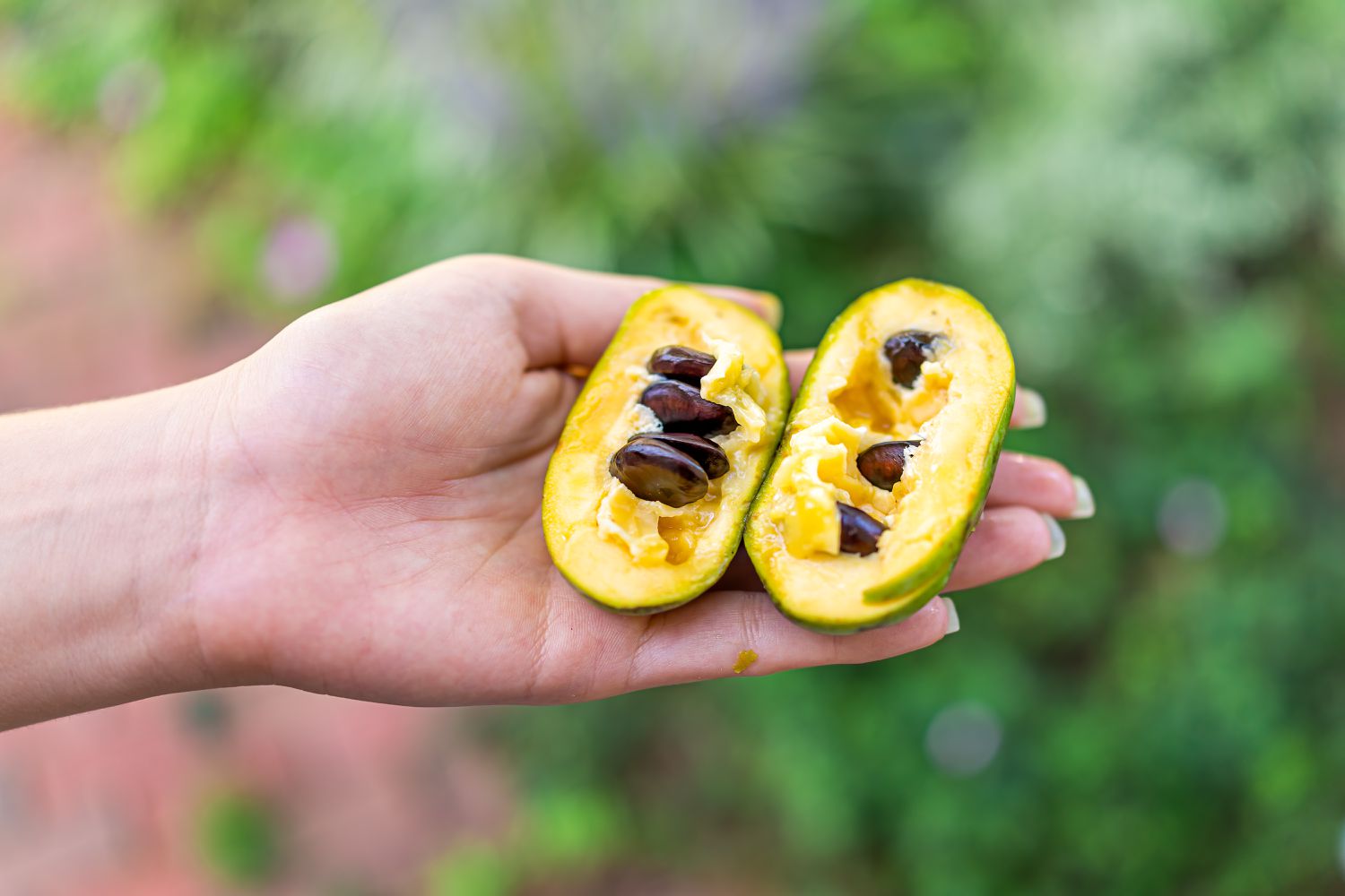 What is a Pawpaw?