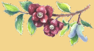 Pawpaw Flowers on a branch